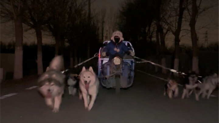 Bagaimana rasanya menyelinap keluar bersama tujuh anjing husky di tengah malam? Sungguh sangat seru