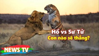 HỔ và SƯ TỬ đánh nhau, con nào sẽ thắng?