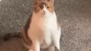 weird funny cat compilation