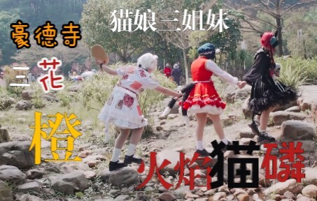 东方project猫娘三姐妹-豪德寺三花，橙，火焰猫燐cos正片
