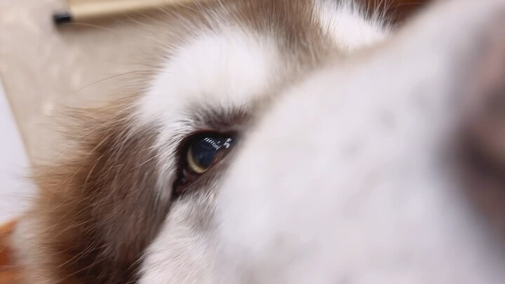 กลับมาจาก bw แล้ว ยังไงก็จะพาลาล่าไปดู แล้วก็ขอบคุณทุกคนสำหรับของขวัญนะ เย็นนี้ค่อยดูไลฟ์สดนะ [ลุงแด