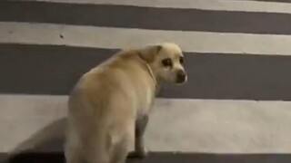 Setelah mendengar suara itu, anjing tersebut teringat kembali kenangan pahit bertahun-tahun yang lal