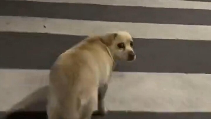 بعد أن سمع الكلب الصوت، تذكر الذكريات المؤلمة منذ سنوات عديدة.