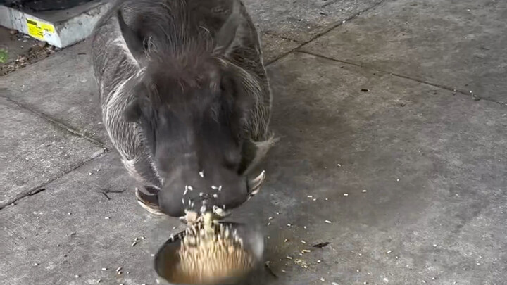 🐗: Đĩa 🥣 phiền phức quá!