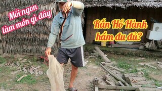 #137: Hai anh em đi câu rắn mối làm mồi bẫy rắn hổ hành trúng mánh quá xá đã