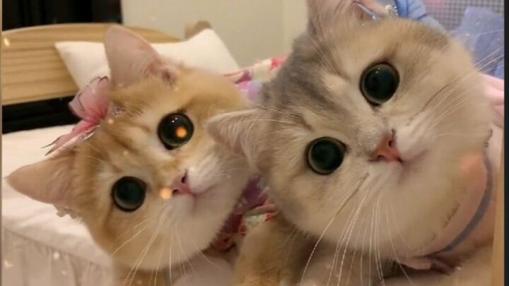 “It’s like it knows how cute it is!”