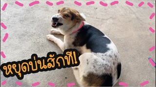โลกของแสนดี ตอน ทำแปลงผักพัง!!