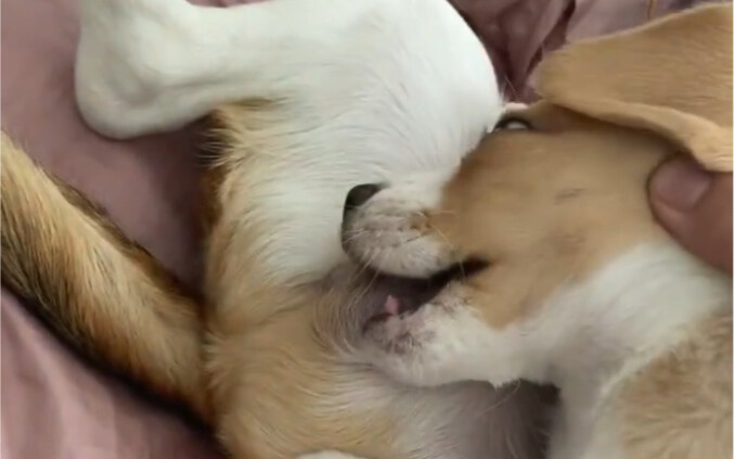 Bro, it’s time to get spayed/neutered!