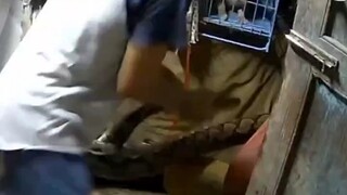 可怕得网纹蟒