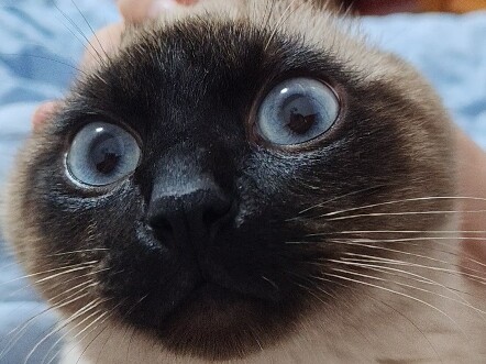 The cat’s round-head form