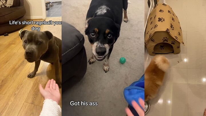 Đừng thử, cún sẽ thật sự giận đó!