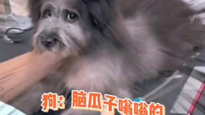 Chó: Ai mà hiểu nổi, cắt tóc xong óc như bị lắc tung cả lên luôn!