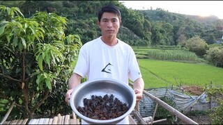 MÓN ĂN NGẬY BÉO (Dế Mèn Xào Sả) | Hoa Ban Tây Bắc