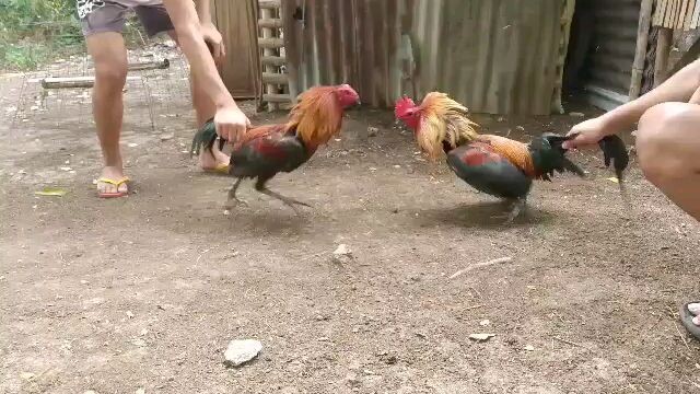 Sbr vs Sbr My sbr rightside 🐓#Mtbanahawline