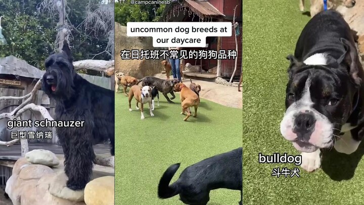 Tempat Penitipan Anjing: Jenis Anjing yang Jarang Ditemui