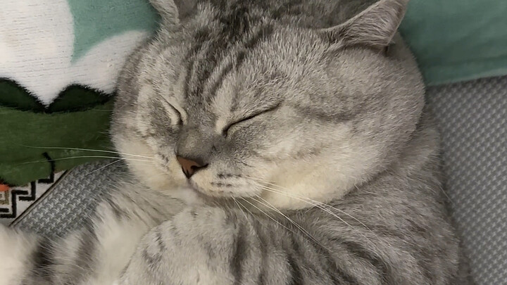 Dazhuang is sleeping so cutely.