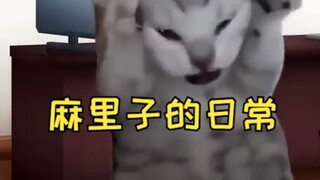 【เนื้อสด】แขกที่อ้างว่าเป็นเซียนทำลายเกราะของมาริโกะได้ | มีมแมว