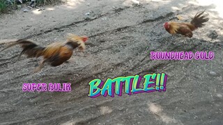 Super Bulik VS Roundhead Gold  Spar!     JRP Gameyard