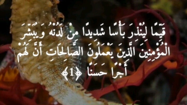Quran Holy QuranQuran recitationQuran tiliwat statusQuran statusShort Quran recitationTiliwatQuran K