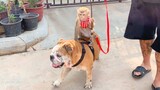 Adorable Monkey Ridding On The Dog, So Sweet Monkey Kham Pae Vs Lovely Dog