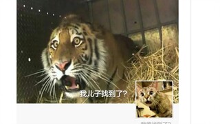 爆笑大挑战！你能坚持多久不笑【第四期】