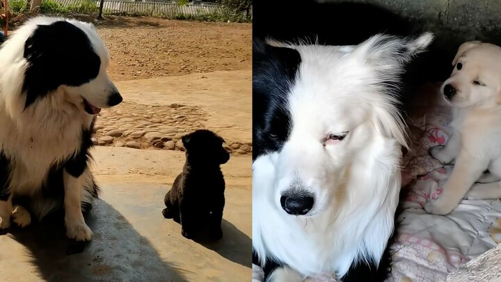 The Border Collie has brought home a stray puppy for two days straight, leaving the owner utterly ba
