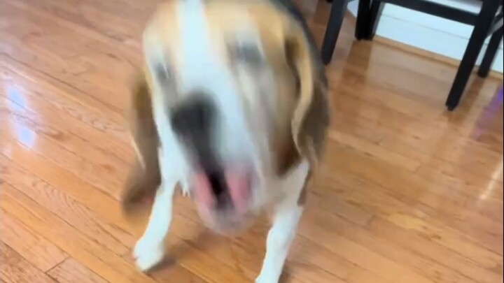 Ngga ada apa-apa, lagi-lagi nonton anjing Beagle kena malu (versi diperkuat suara) (tolong turunkan 