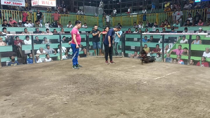 My 4 year old cock on the Pit