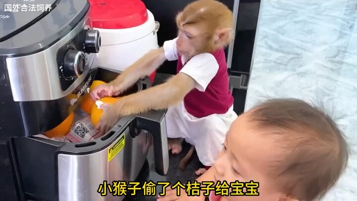 你见过这么有耐心的小猴子吗？ "吃东西样子真可爱 "难得一见 "神奇动物在这里