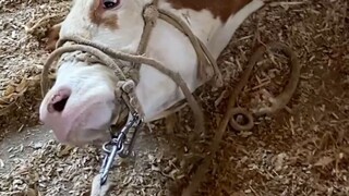 A cow weighing 1,000 kilograms was strangled to death by a rope, but the rope couldn't be untied! It