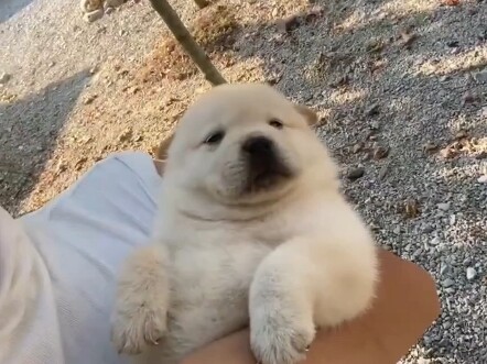 Libur kuliah terlalu cepat, pulang ke rumah lalu bermain dengan anjing