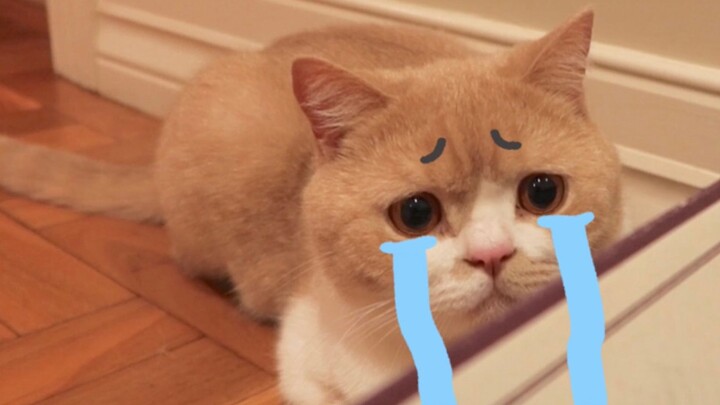 The cat saved up 11 straws, but the human confiscated them all. Cat: “This is the kingdom I worked s