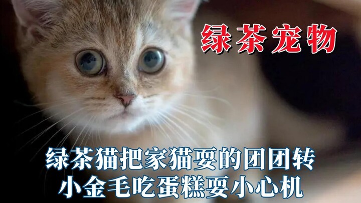 Semua benda punya hantu teh hijau, kucing teh hijau membuat kucing rumahan kebingungan.