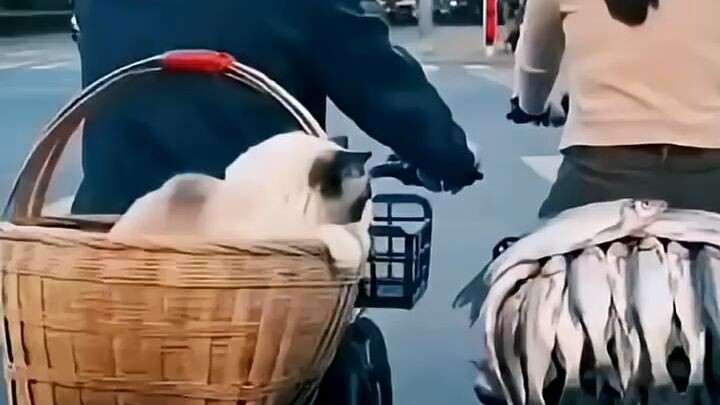 Honking Driver Ruins Cat'sDelicious Lunch Play SheReacts Angrily