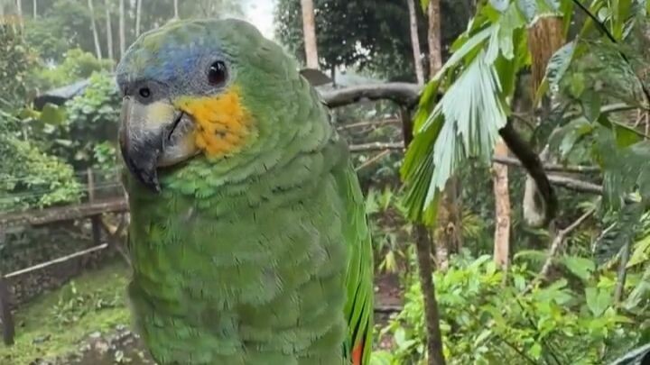 Siapa yang tahan kalau seekor burung liar tiba-tiba bilang hola     karya asli: mateo.urresta