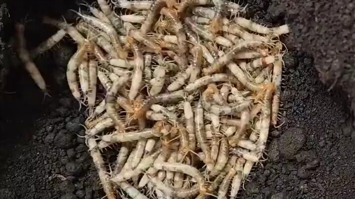 Loài độc ác nhất lại có tình mẫu tử kỳ diệu đến khó tin…