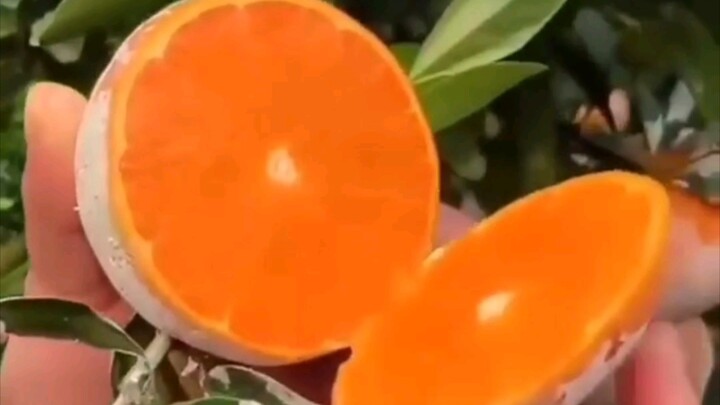 [Stress Relief] Juicy Fruit Feast