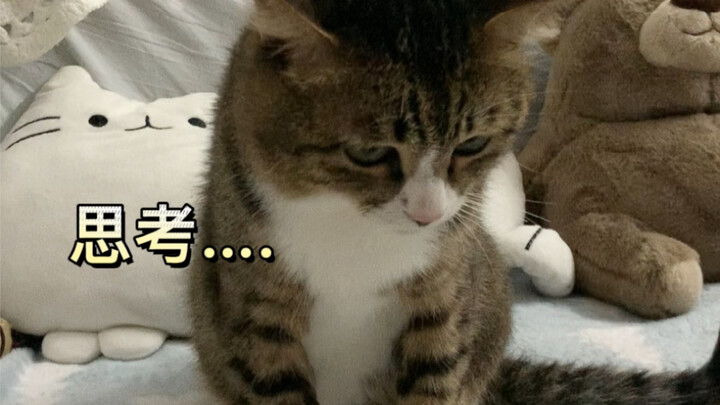 Teaching the cat to ring the bell — suddenly it starts kneading; its brain circuitry is a bit off.