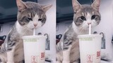 Những Con Mèo Bá Đạo Nhất Thế Giới - Funny Cat Noises Try Not To Laugh | Funny Dogs And Cats