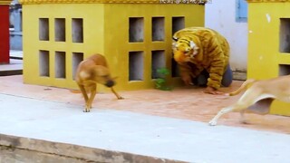 爆笑恶搞动物：老外拿玩具老虎整蛊狗子，差点笑懵了！！！