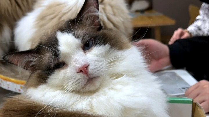 เปิดคาเฟ่แมวมาสามปีแล้ว ยังมีปัญหาร้ายแรงหนึ่งที่คอยรบกวนฉันมาตลอด