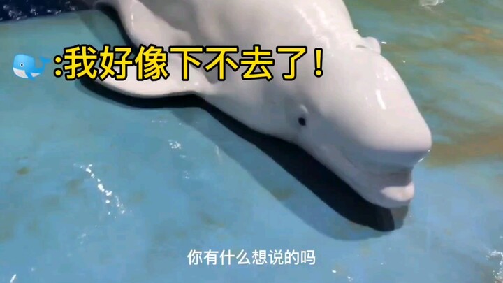 Paus kecil putih terlalu gemuk dan diejek oleh teman-temannya!