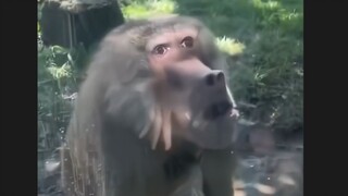 Saudara Monyet: Bukan, sobat?