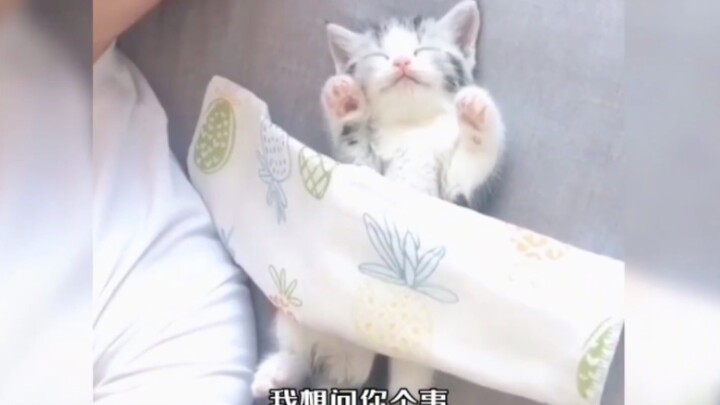 “Mèo con ở đâu cũng có thể ngủ ngon, dễ thương quá đi!”