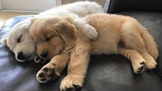 Funniest & Cutest Golden Retriever Puppies 31 - Funny Puppy Videos 2019