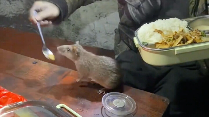 Waktu makan, panggil tikus untuk makan bersama!