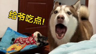 The husky begs its owner for goji berries; if it doesn't get any, it starts swearing—it's so hilario