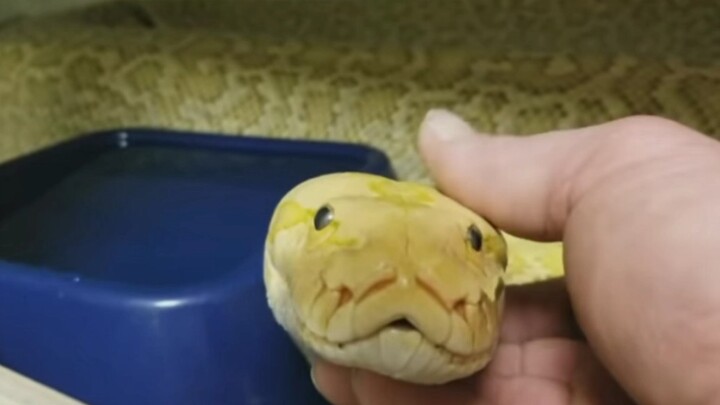 How to Cuddle a Lonely Python Snake