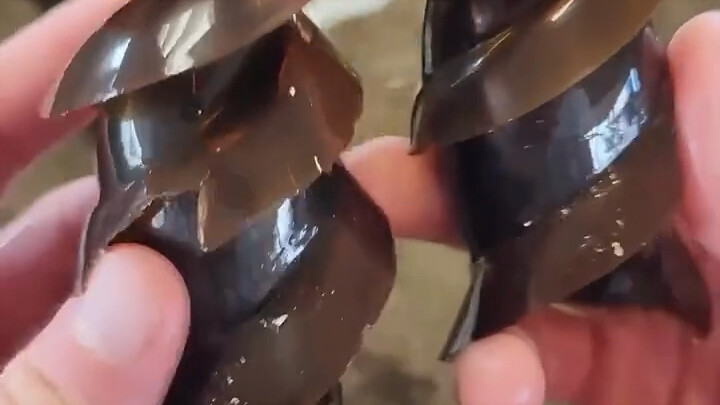 Mengapa telur yang dihasilkan hiu berbentuk spiral, apakah hiu tidak merasa sakit saat bertelur sepe