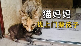 救了一只小流浪猫，没想到猫妈妈找上门来要孩子了